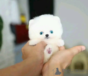 Фото №3. Toilet trained vet Checked pomeranian.  Бельгия