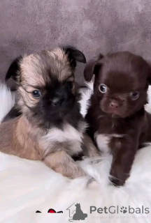 Фото №1. чихуахуа - купить в Саарбрюккен за договорная. Объявление №152878