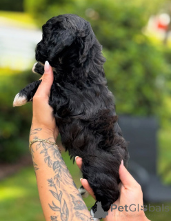 Фото №3. Дом декана Джанет Кей.  США