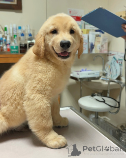 Фото №1. золотистый ретривер - купить в Мейнц за договорная. Объявление №158748