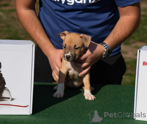 Фото №3. Американский стаффордширский терьер, щенки высочайшего качества..  Сербия