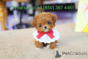 Фото №3. Дом декана Джанет Кей.  США