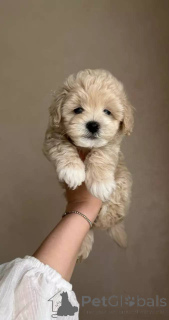 Фото №2 к объявлению №154941 о продаже мальтипу - купить в Германии заводчик