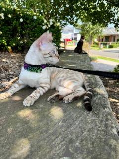 Фото №1. бенгальская - купить в Dielsdorf за 69575₽. Объявление №152643