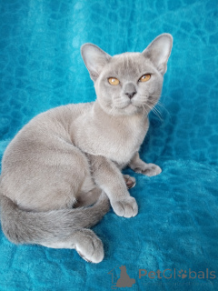 Фото №3. Бурманский котёнок. Россия