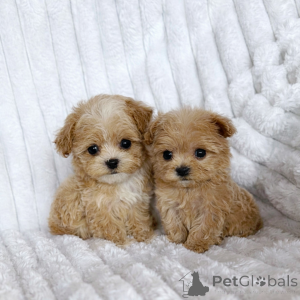 Фото №2 к объявлению №147473 о продаже мальтипу - купить в Украине из питомника, заводчик