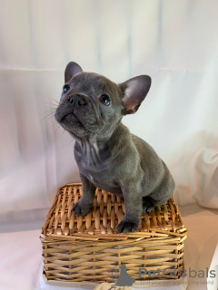 Фото №3. Adorable French bulldog Puppies for free adoption.  Германия