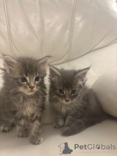 Фото №1. мейн-кун - купить в Просеивание за 27830₽. Объявление №162422