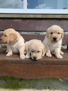 Фото №3. Beautiful golden retriever for free adoption.  Германия