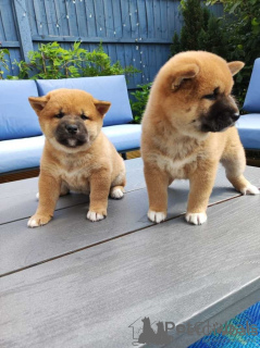 Фото №1. сиба-ину - купить в Хельсинки за договорная. Объявление №156877