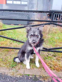 Фото №1. беспородная - купить в Санкт-Петербурге за Бесплатно. Объявление №157819