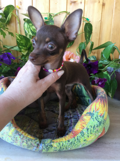 Фото №4. Продажа пражского крысарика в  заводчик - цена договорная