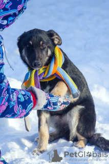 Фото №3. Добрый щенок-мальчик Барон в добрые руки.  Россия
