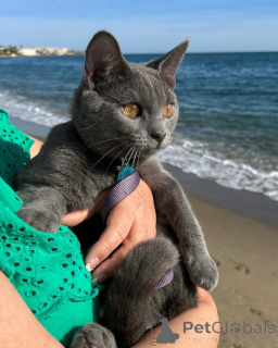 Фото №1. шартрез - купить в Эелс за договорная. Объявление №158744