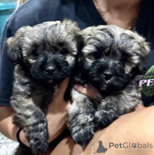 Фото №2 к объявлению №149825 о продаже мальтипу - купить в Германии 