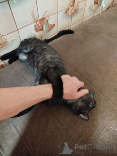 Фото №2 к объявлению №147045 о продаже бенгальская - купить в России частное объявление