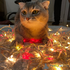 Фото №2 к объявлению №140154 о продаже шотландская вислоухая (скоттиш фолд) - купить в Азербайджане частное объявление