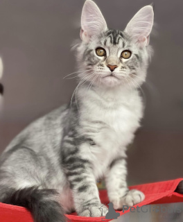 Фото №1. мейн-кун - купить в Баден-Бадене за 91839₽. Объявление №163660