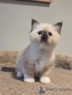 Фото №3. Chatons Birmans Sacrés доступны для усыновления.. Финляндия