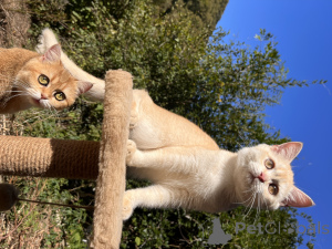 Фото №2 к объявлению №154748 о продаже британская короткошёрстная - купить в России из питомника