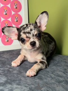 Фото №2 к объявлению №164041 о продаже чихуахуа - купить в Финляндии частное объявление, из приюта