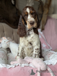 Фото №2 к объявлению №145456 о продаже английского спрингер-спаниеля - купить в Польше частное объявление