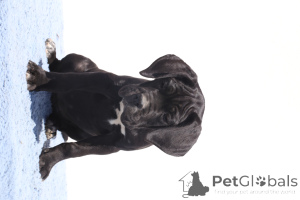 Фото №3. Ciara of Spqr Corso FCI -родословная.  Румыния