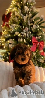 Фото №1. кавапу - купить в Берлине за 64937₽. Объявление №162517