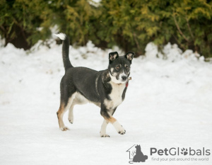 Фото №3. Марго-собака находка в добрые руки..  Россия