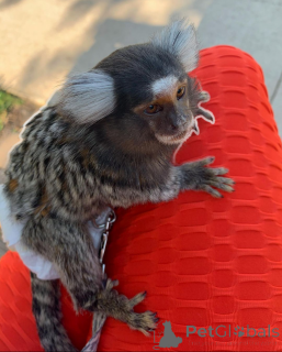 Фото №1.  - купить в Техас за Бесплатно. Объявление №161910