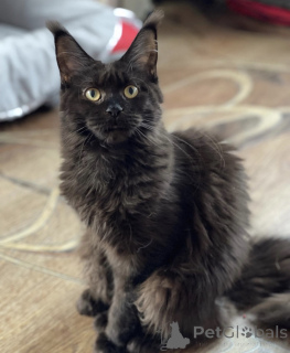 Фото №2 к объявлению №163182 о продаже мейн-кун - купить в Германии заводчик