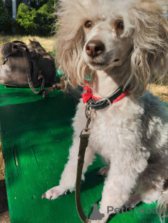 Фото №4. Продажа пуделя (карликового) в Тирасполе частное объявление - цена договорная