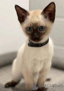 Фото №1. сиамская - купить в Динслакен за 32468₽. Объявление №154592