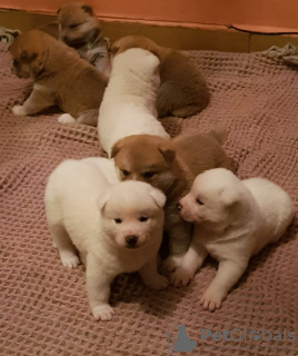 Дополнительные фото: 8 Japanese Akita Inu Puppies - 6 Boys & 2 Girls