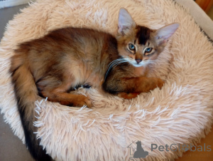 Фото №4. Продам  в Риге заводчик - цена 83490₽