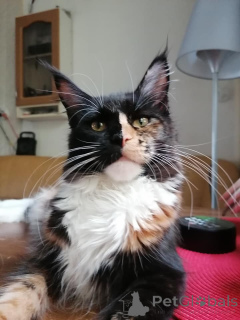 Фото №3. Gatito maine couon en venta. Испания
