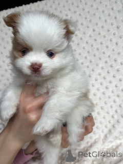 Фото №2 к объявлению №167361 о продаже померанского шпица - купить в Польше 