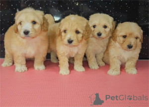 Фото №1. мальтипу - купить в Cölbe за 32468₽. Объявление №153442