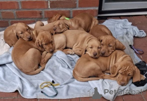 Фото №1. венгерская выжла - купить в Колоне за 32468₽. Объявление №167484