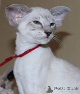 Фото №3. Chatons Orientaux на поле для гольфа доступен на вечеринке.. Бельгия