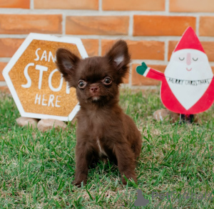 Фото №2 к объявлению №157371 о продаже чихуахуа - купить в Германии из приюта, заводчик