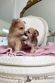 Фото №4. Продажа беспородную в Уорнамбул заводчик - цена 64067₽