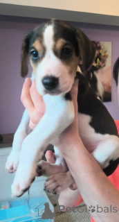 Фото №1. русская гончая - купить в Гамбург за 139₽. Объявление №166244