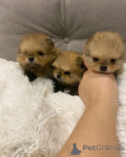 Фото №3. Туалет, обученный Померанский.  Испания