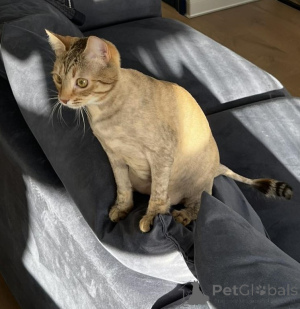 Фото №4. Продам  в Минске частное объявление - цена Бесплатно