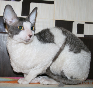 Фото №3. Симпатичные котята корниш-рекса уже доступны. Болгария