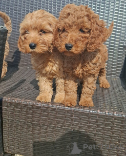 Фото №2 к объявлению №148559 о продаже кинг-чарльз-спаниеля - купить в Германии заводчик