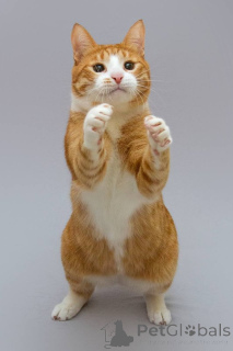 Фото №4. Продам  в Химках из приюта - цена Бесплатно