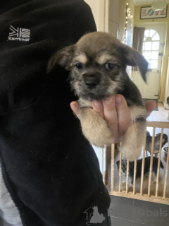 Фото №1. чихуахуа - купить в Кендалл за 31454₽. Объявление №159153