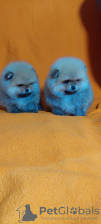 Фото №3. Померанский шпиц (девочка и мальчишка) FCI.  Украина